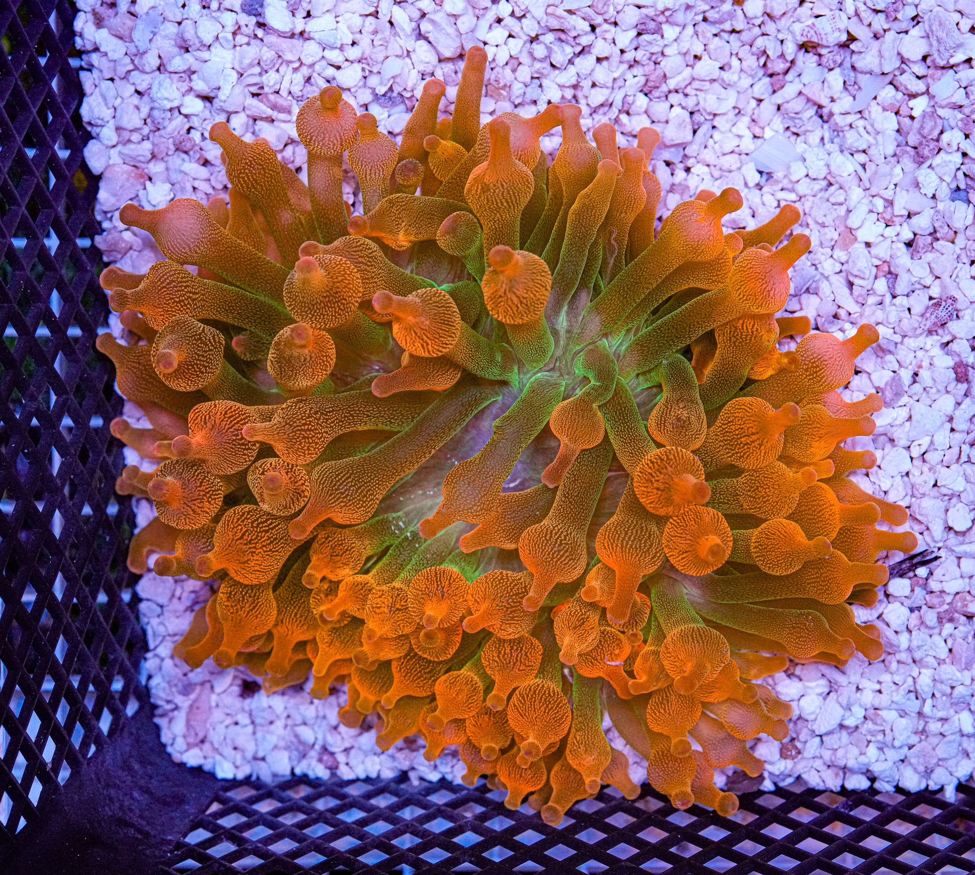 XL Rainbow Bubble Tip