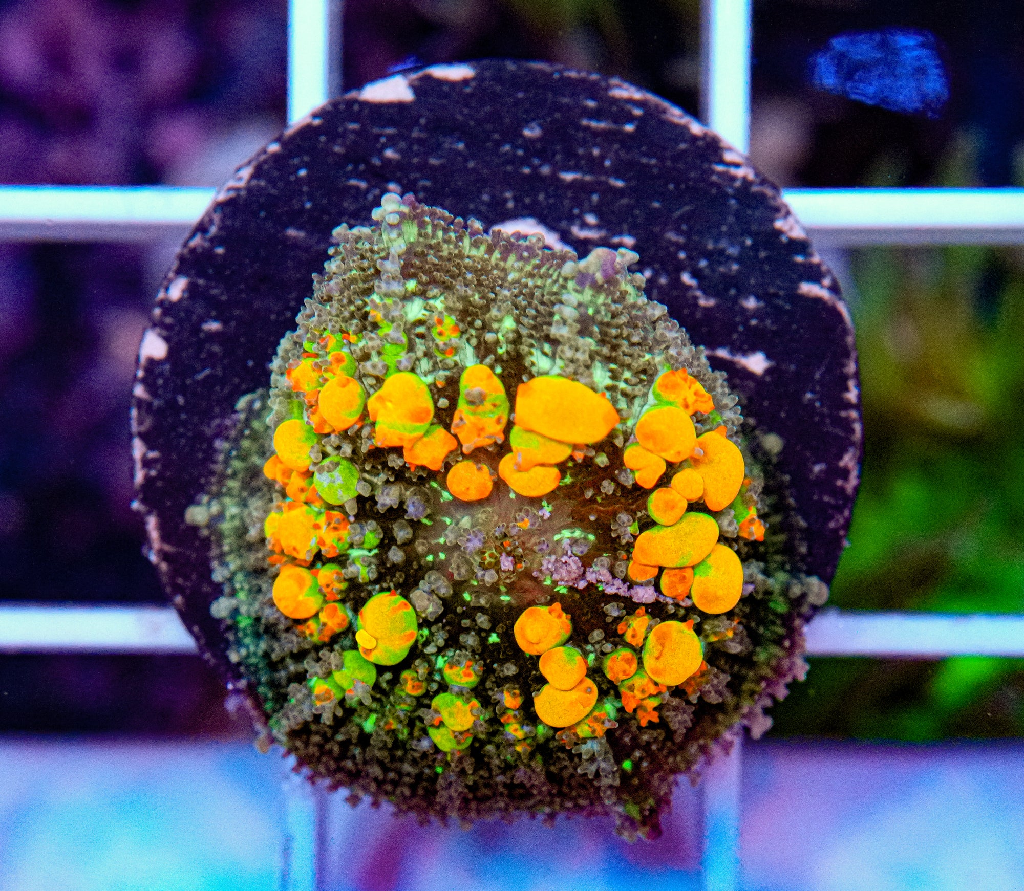 1.5" WWC OG Bounce
