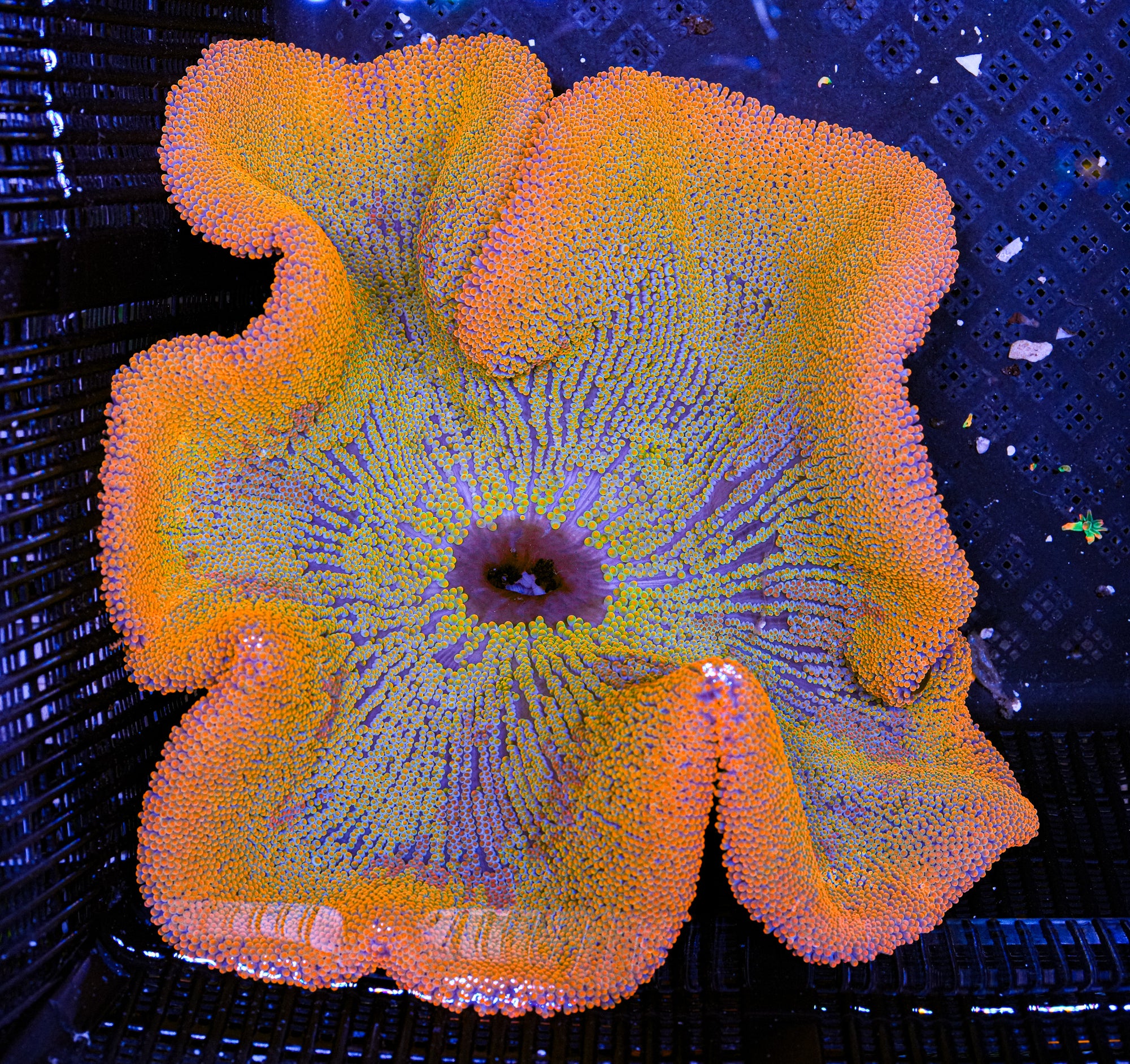 Holy Grail Carpet Anemone - 8"