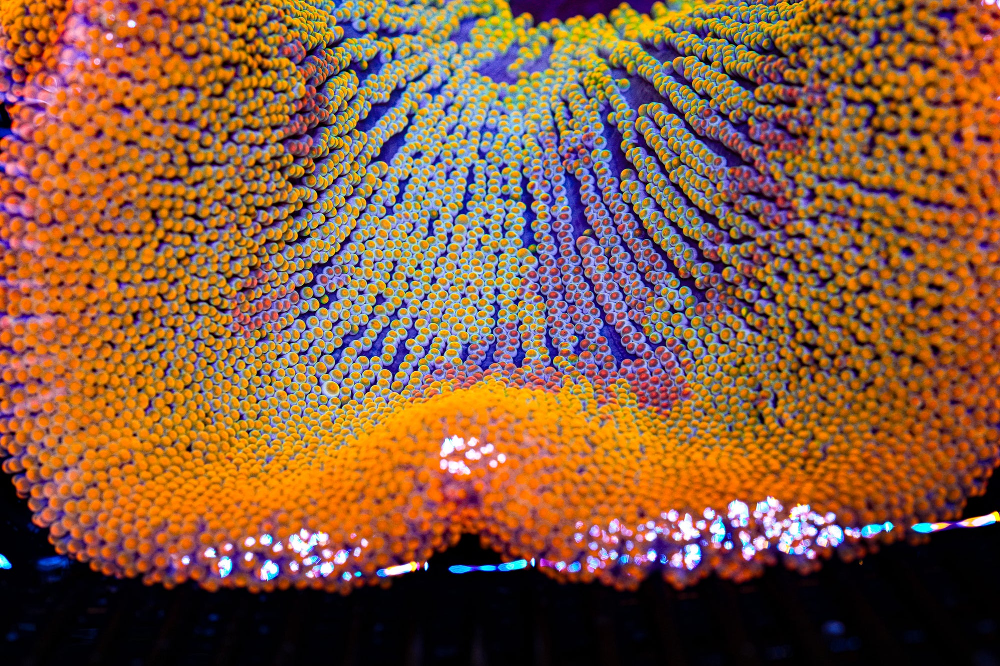 Holy Grail Carpet Anemone - 8"