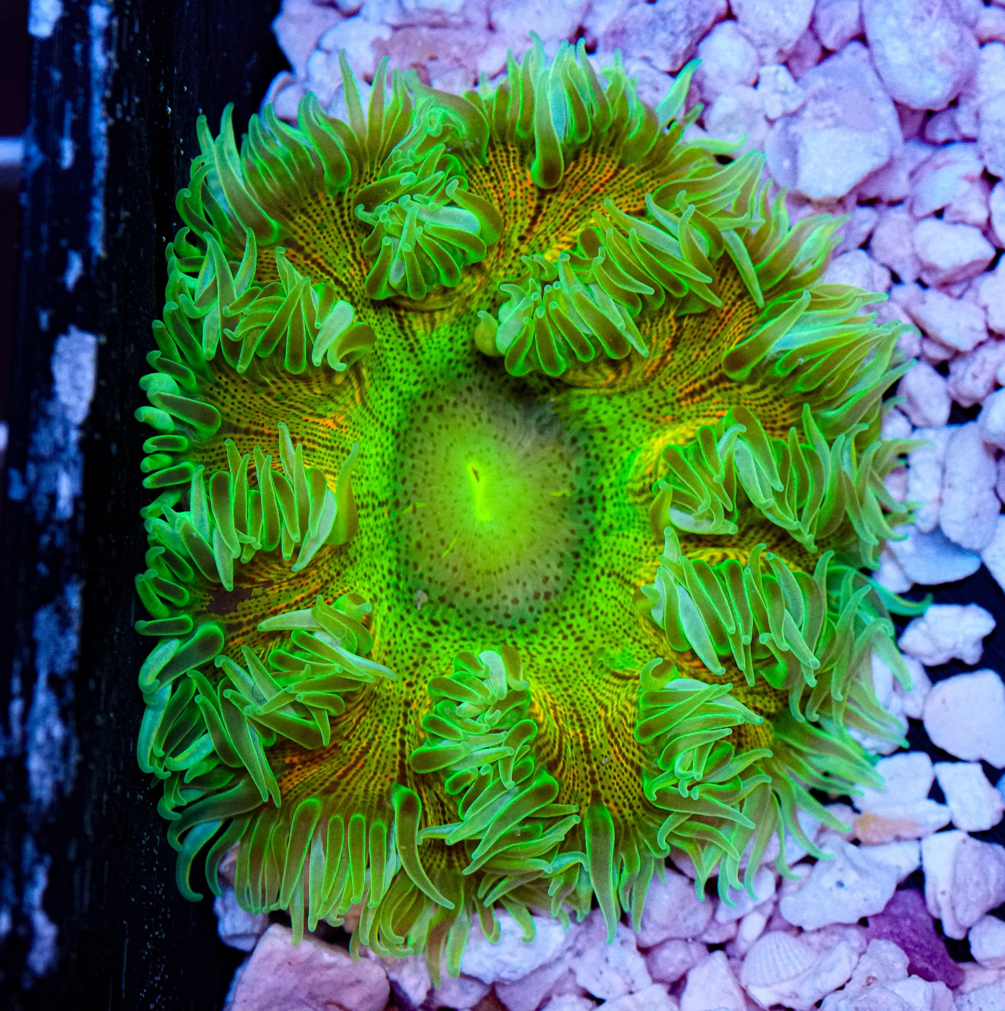 Holy Grail Rockflower