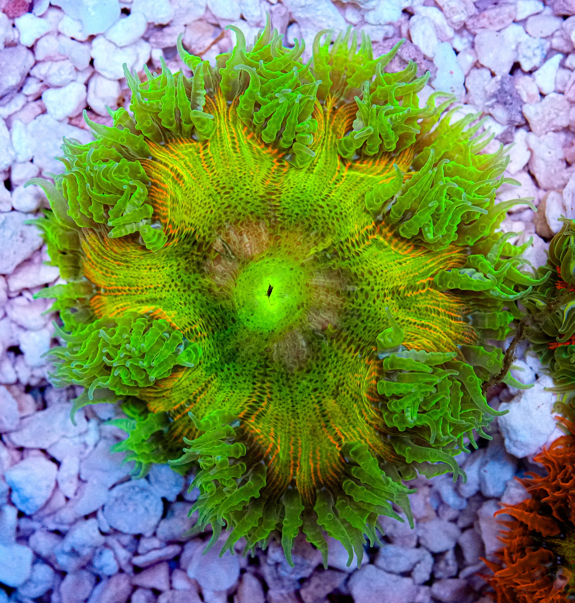 Holy Grail Rockflower