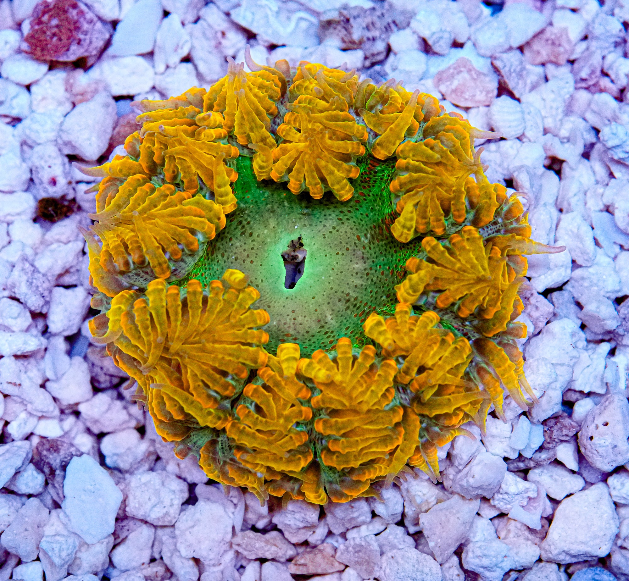 ULTRA Rockflower