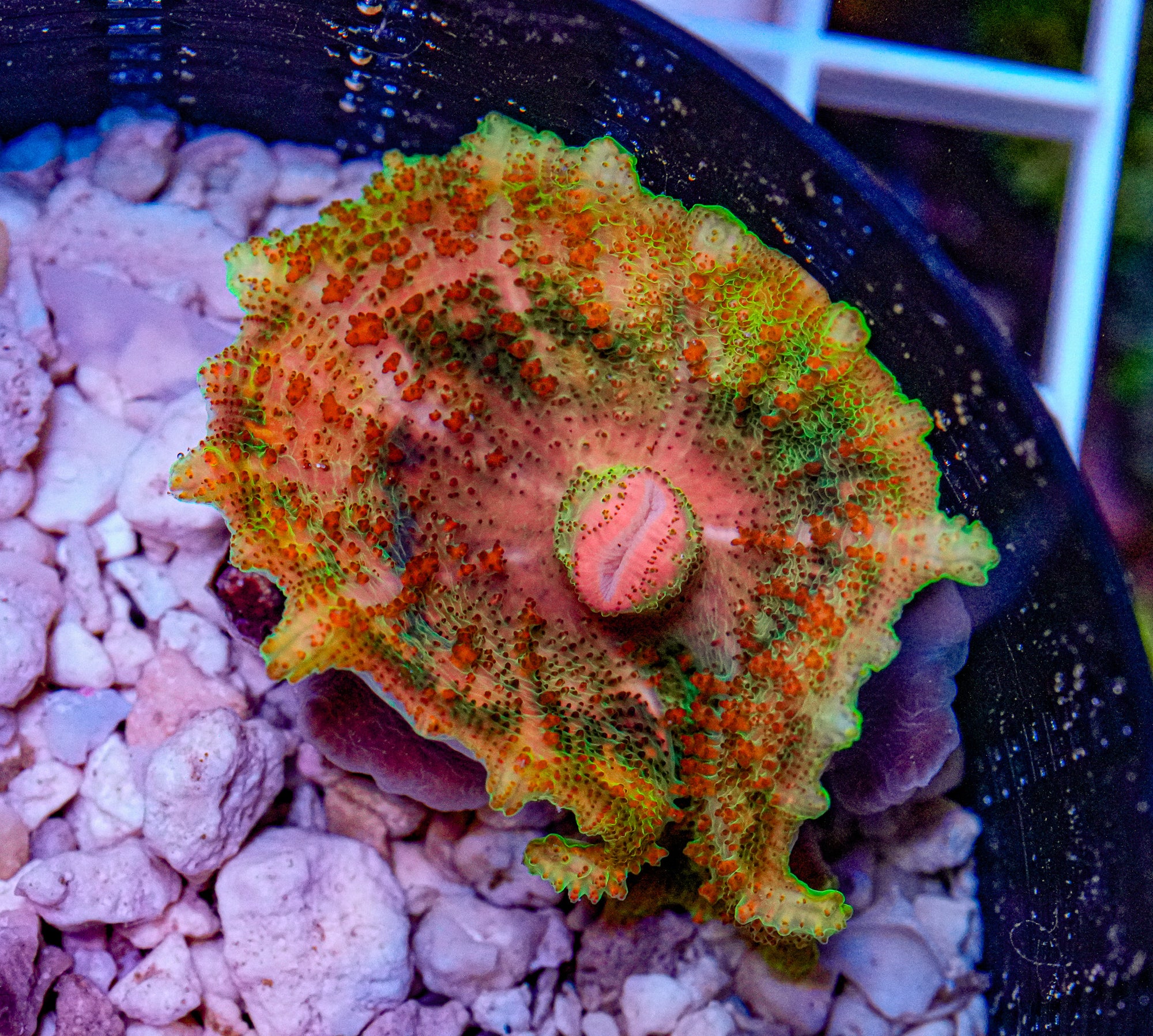 Ultra Neglectus Mushroom