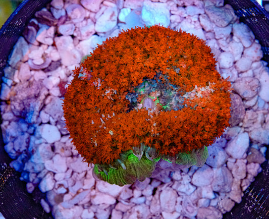 Ultra St. Thomas Mushroom