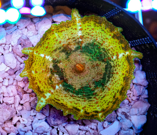 Ultra Neglectus Mushroom