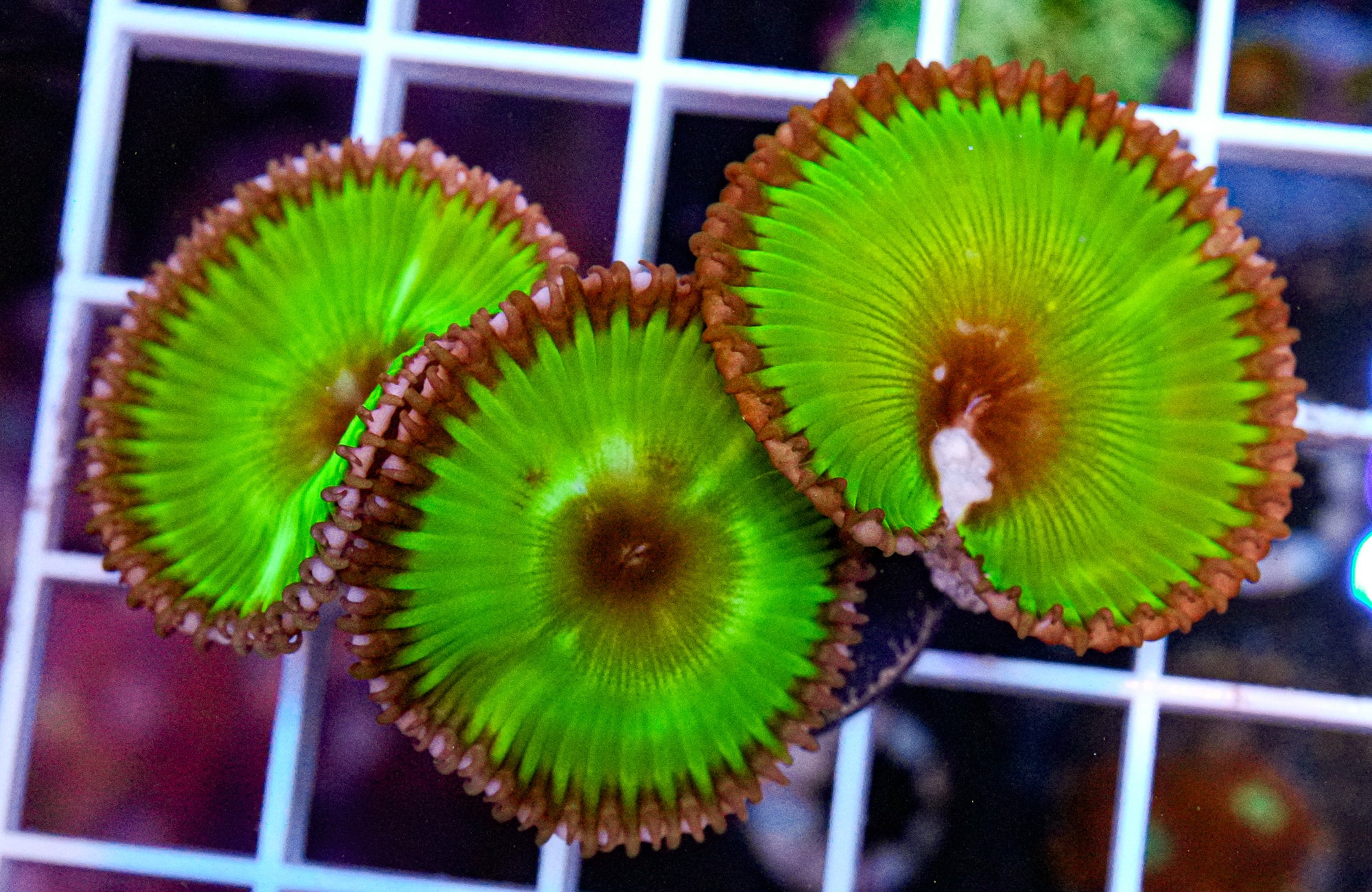 Palythoa Grandis