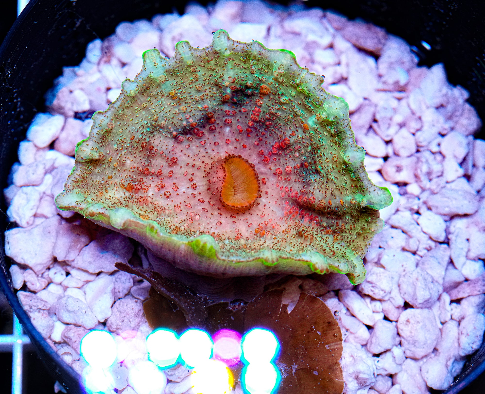 Ultra Neglectus Mushroom
