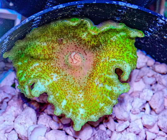 Ultra Neglectus Mushroom