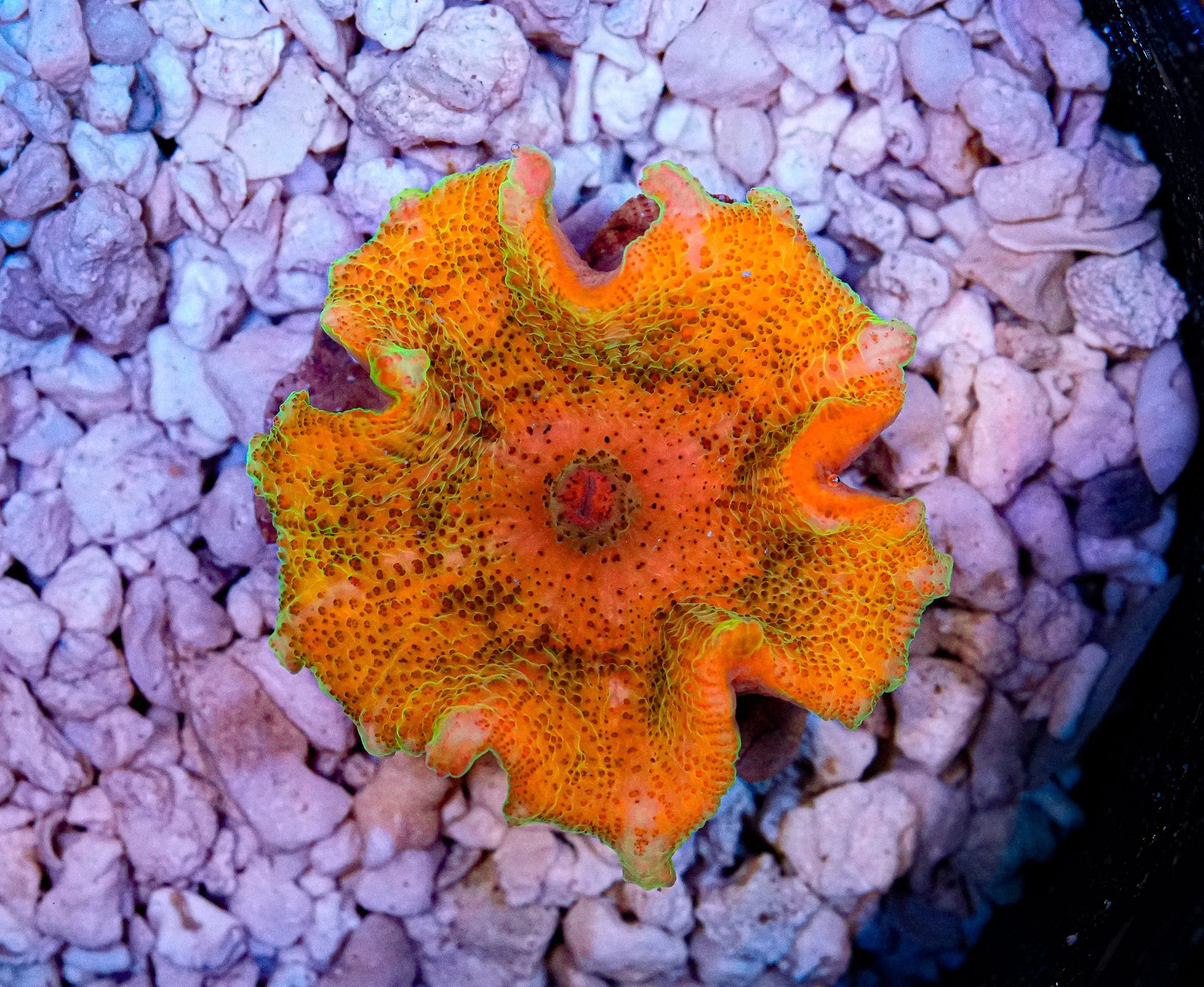 Ultra Neglectus Mushroom