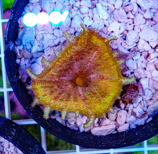 Ultra Neglectus Mushroom