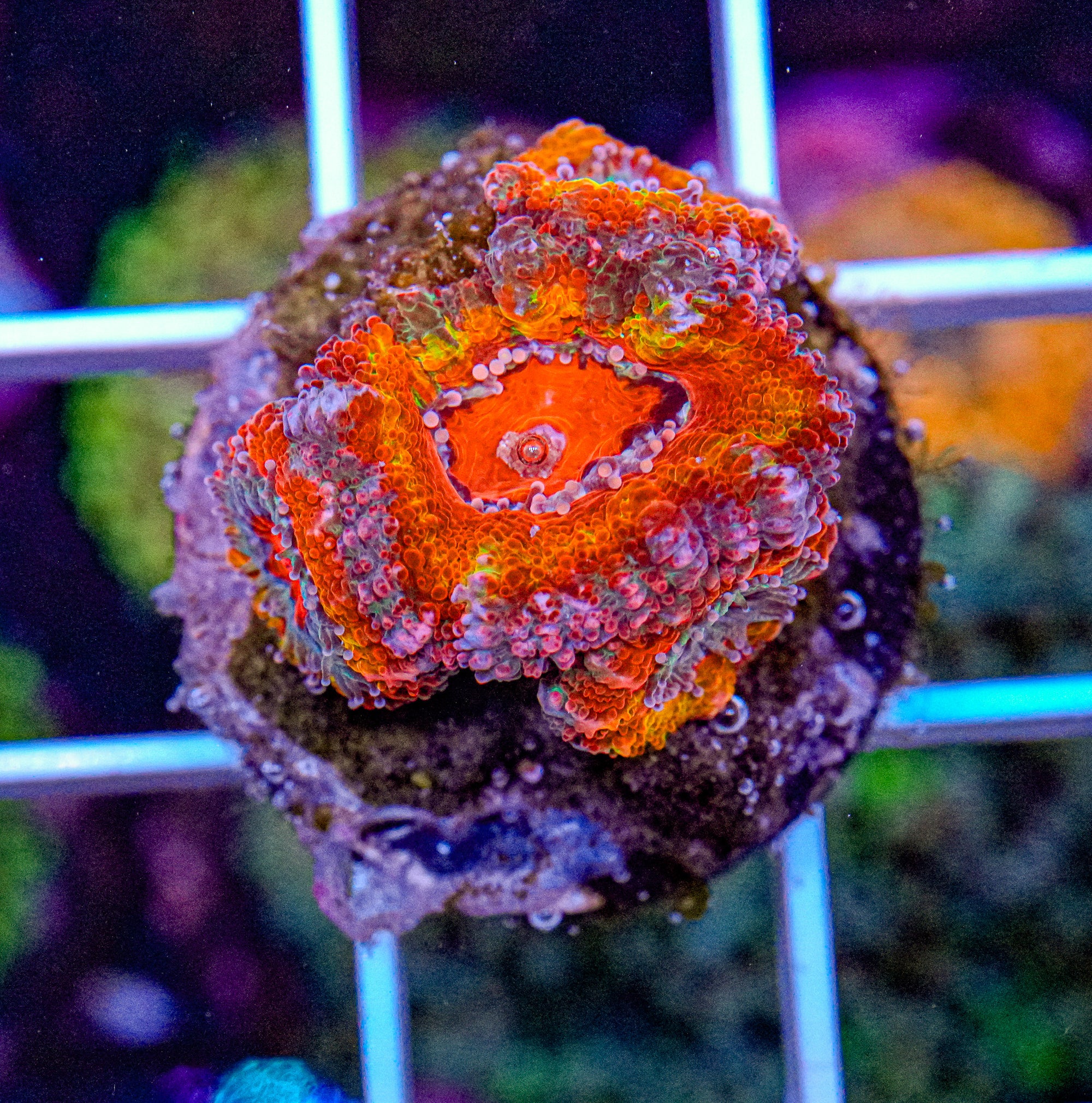 Rainbow Acan