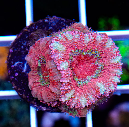 Pinky Pink Acan