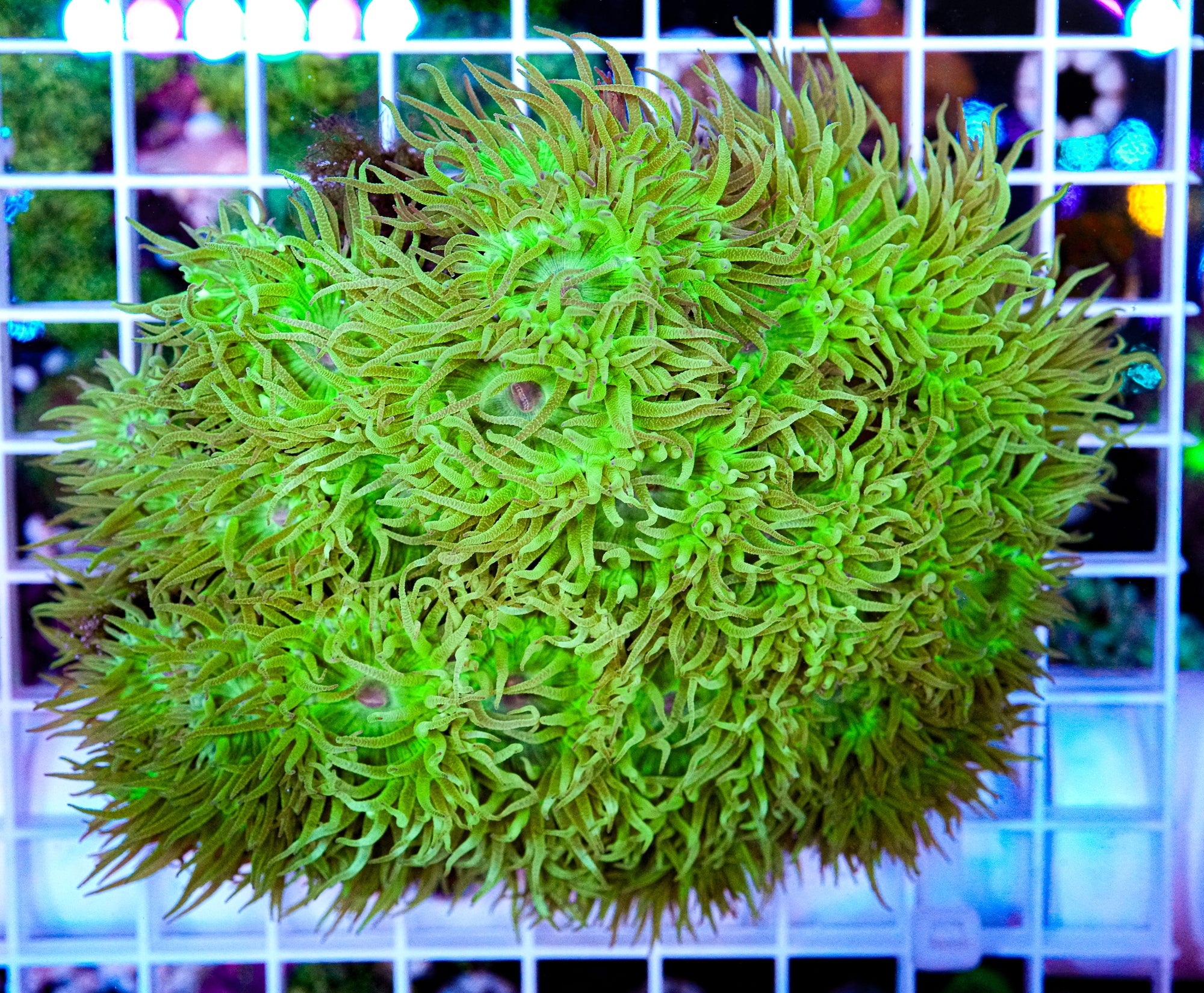 XL Duncan Colony