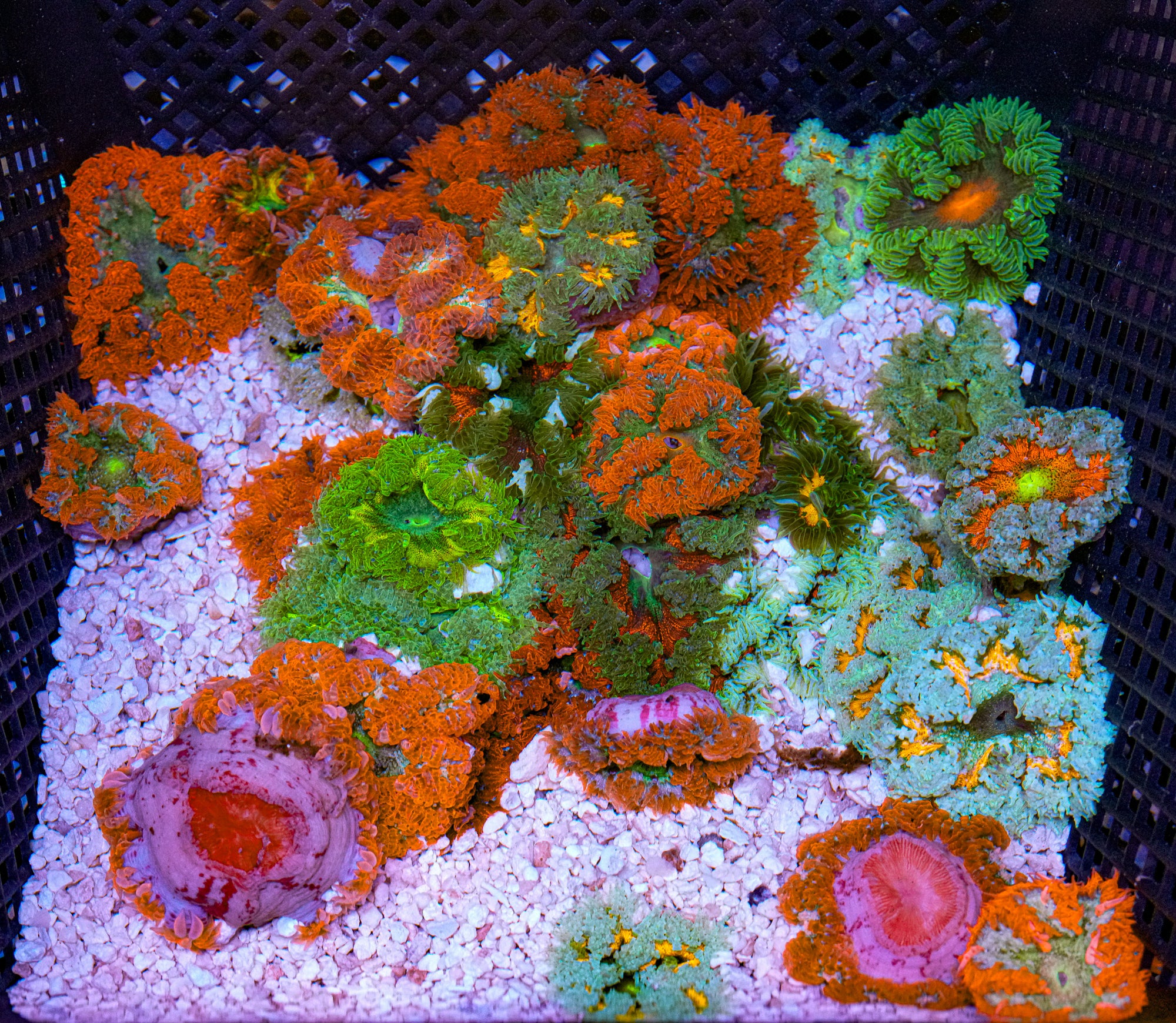Matt's Pick Rockflower - 5 Pack