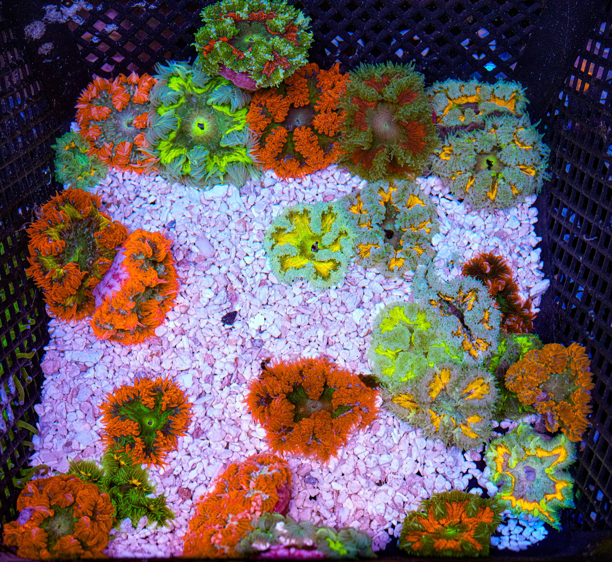 Matt's Pick Rockflower - 5 Pack