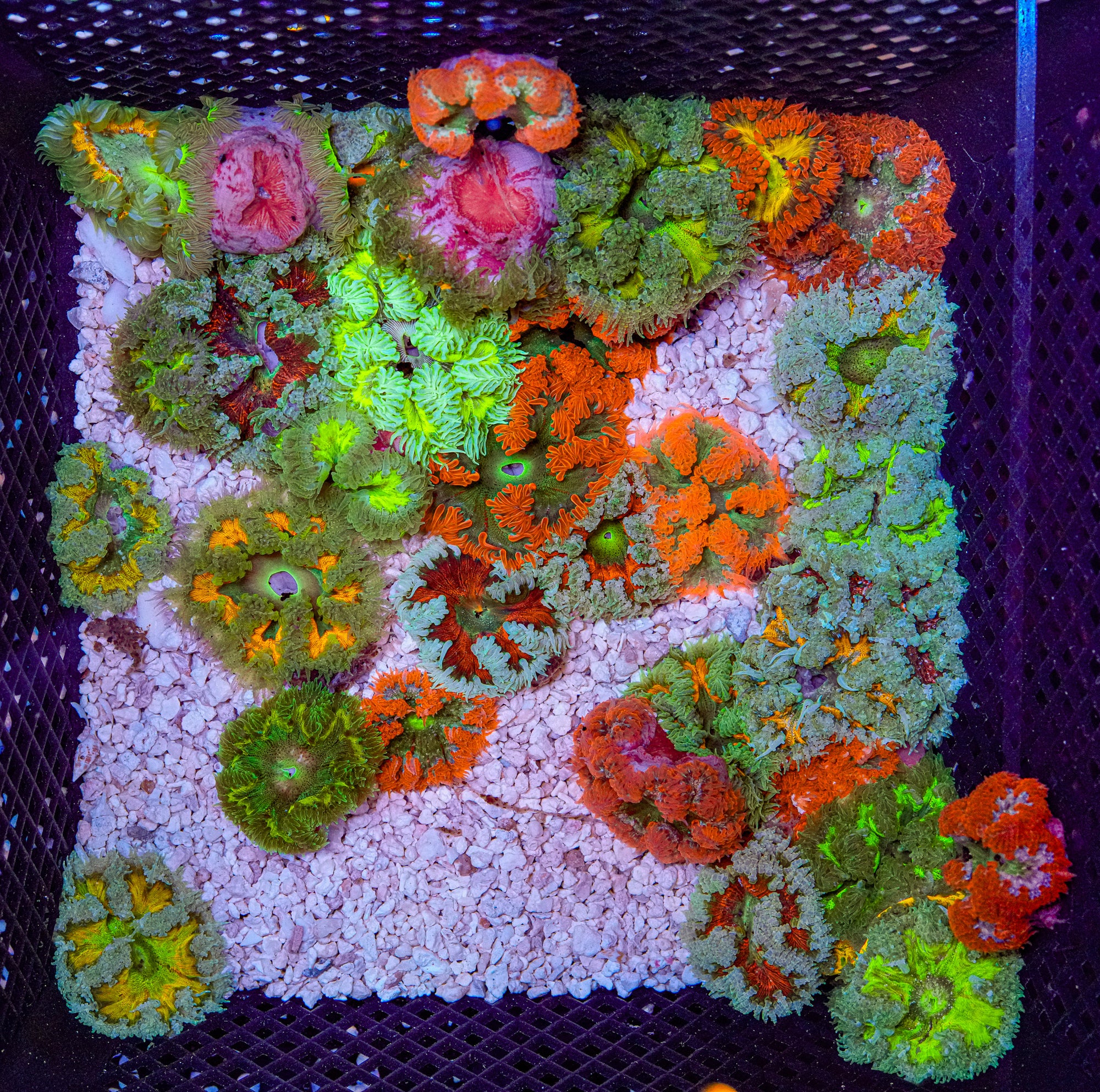 Matt's Pick Rockflower - 15 Pack