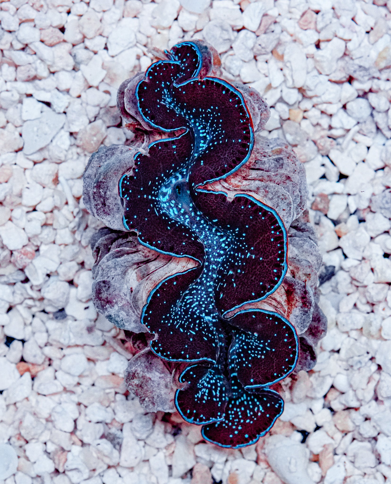 2.5" ORA Ultra Maxima Clam