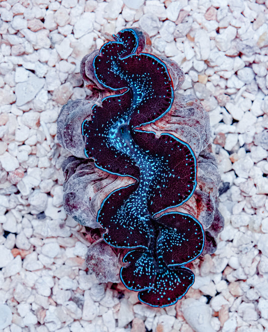 2.5" ORA Ultra Maxima Clam