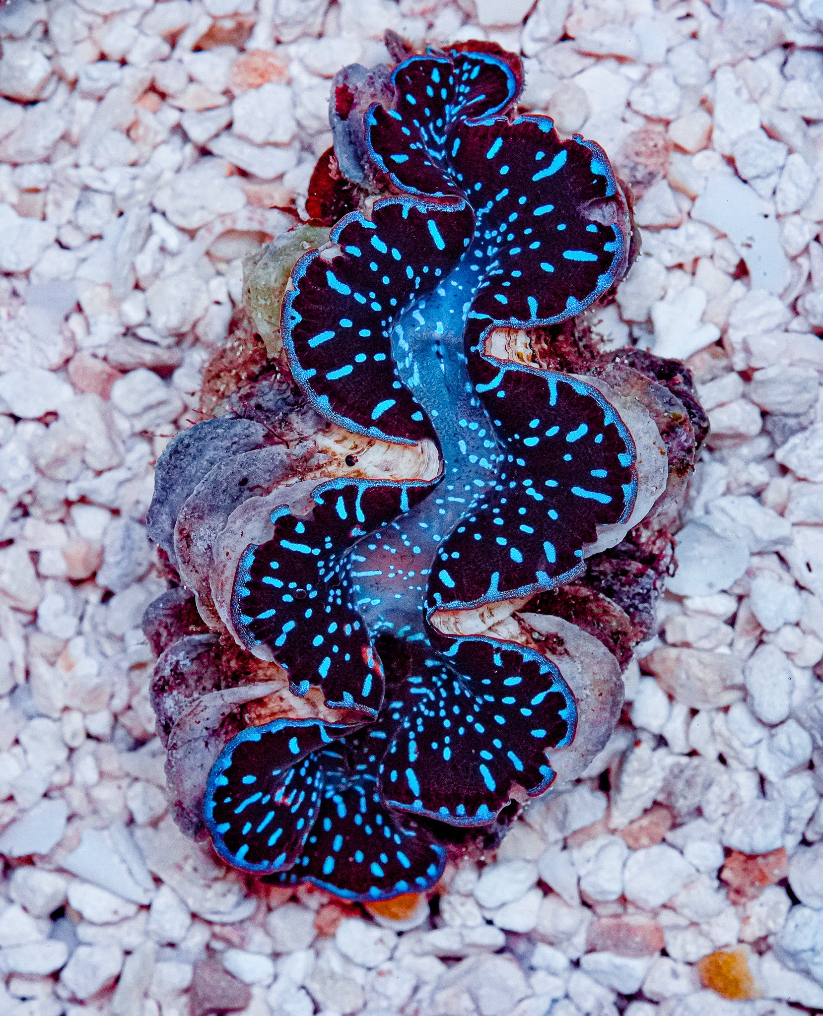 2.5" ORA Ultra Maxima Clam