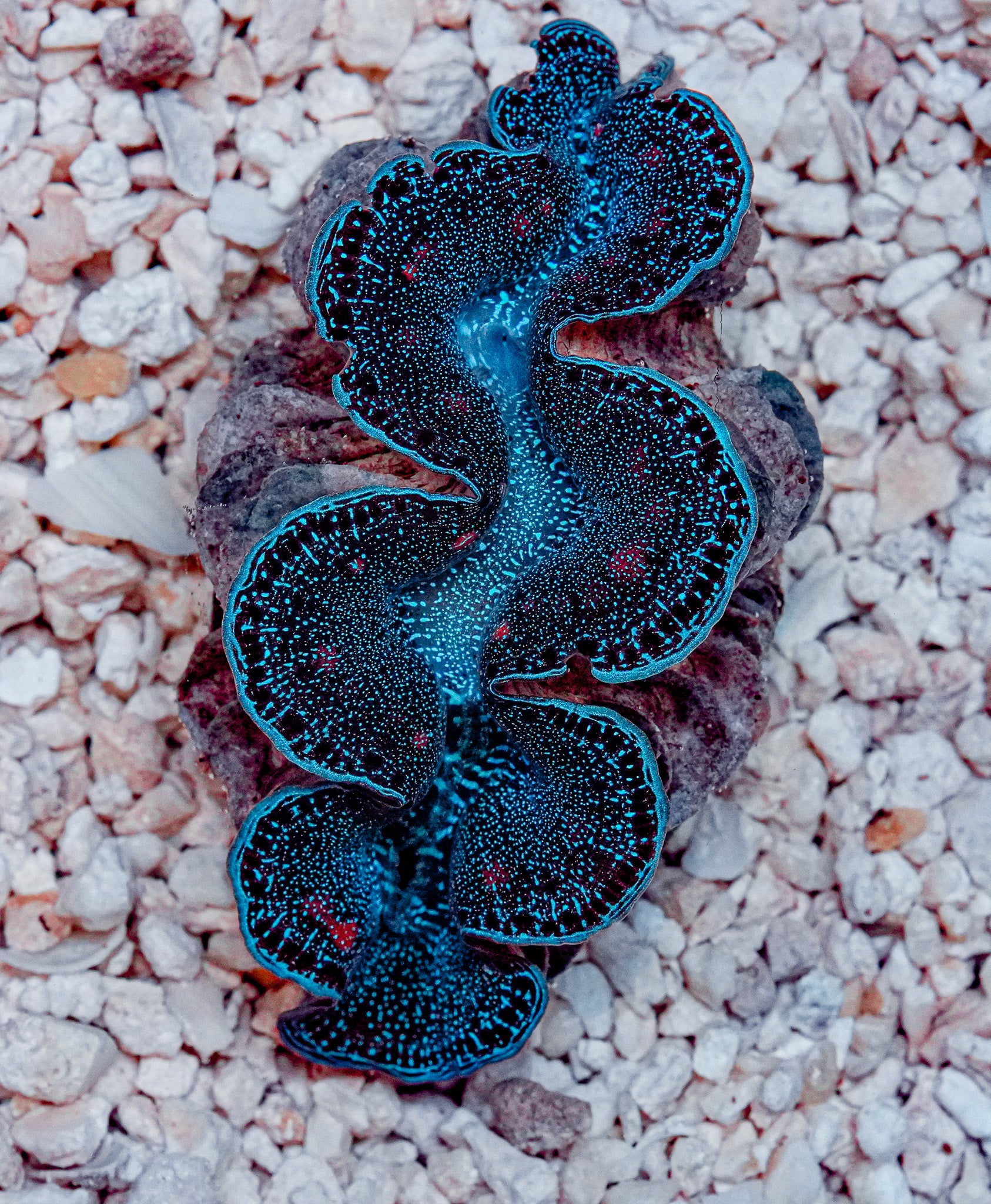 2.5" ORA Ultra Maxima Clam