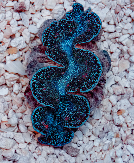 2.5" ORA Ultra Maxima Clam
