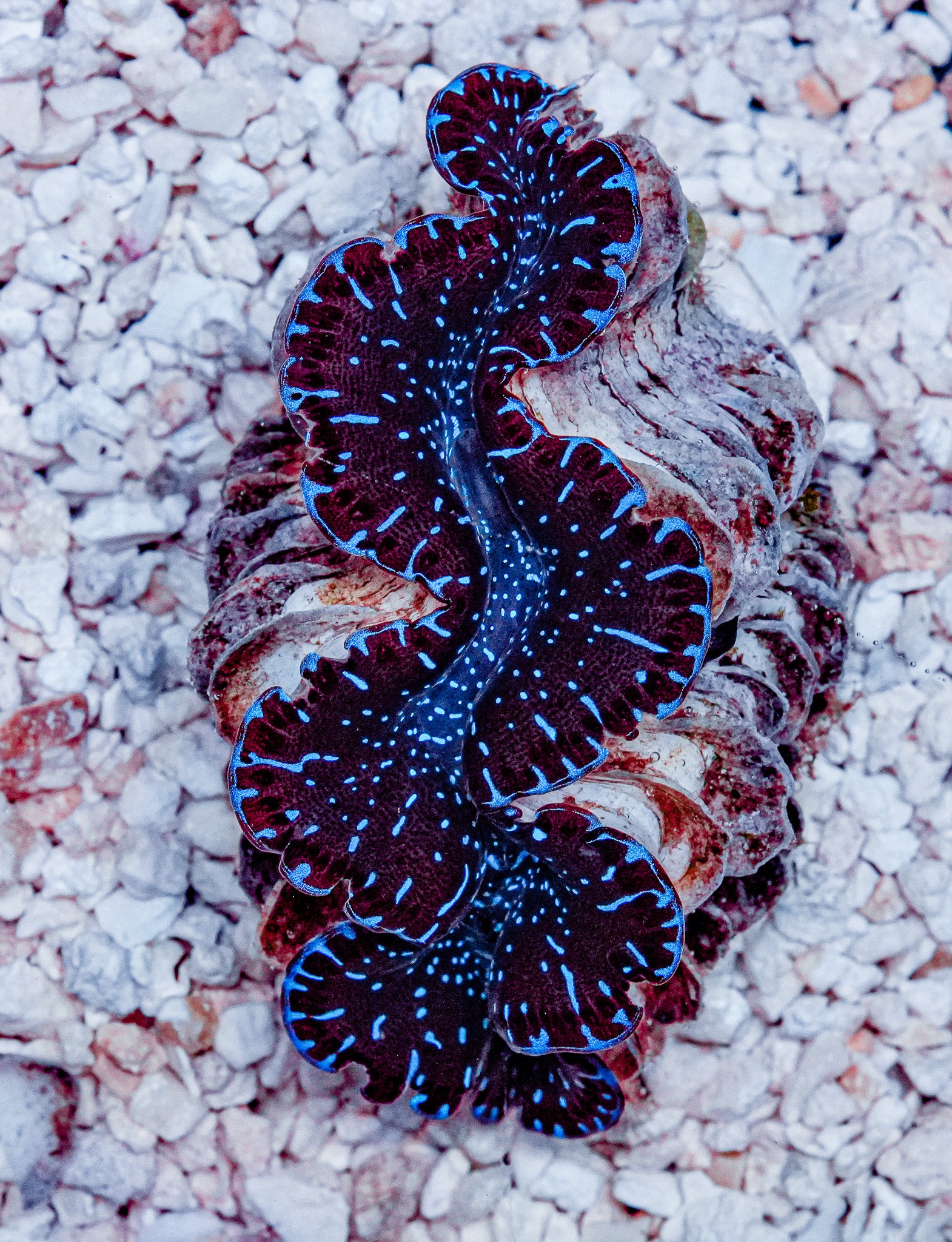 2.5" ORA Ultra Maxima Clam