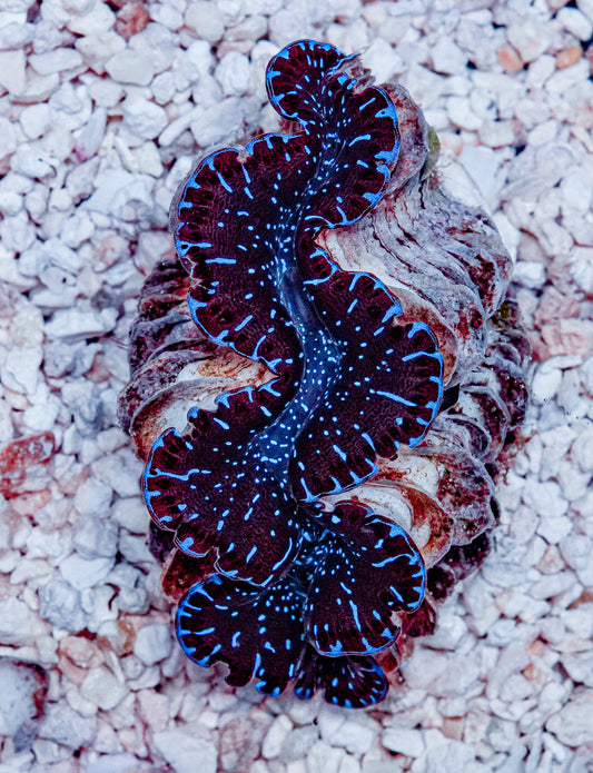 2.5" ORA Ultra Maxima Clam