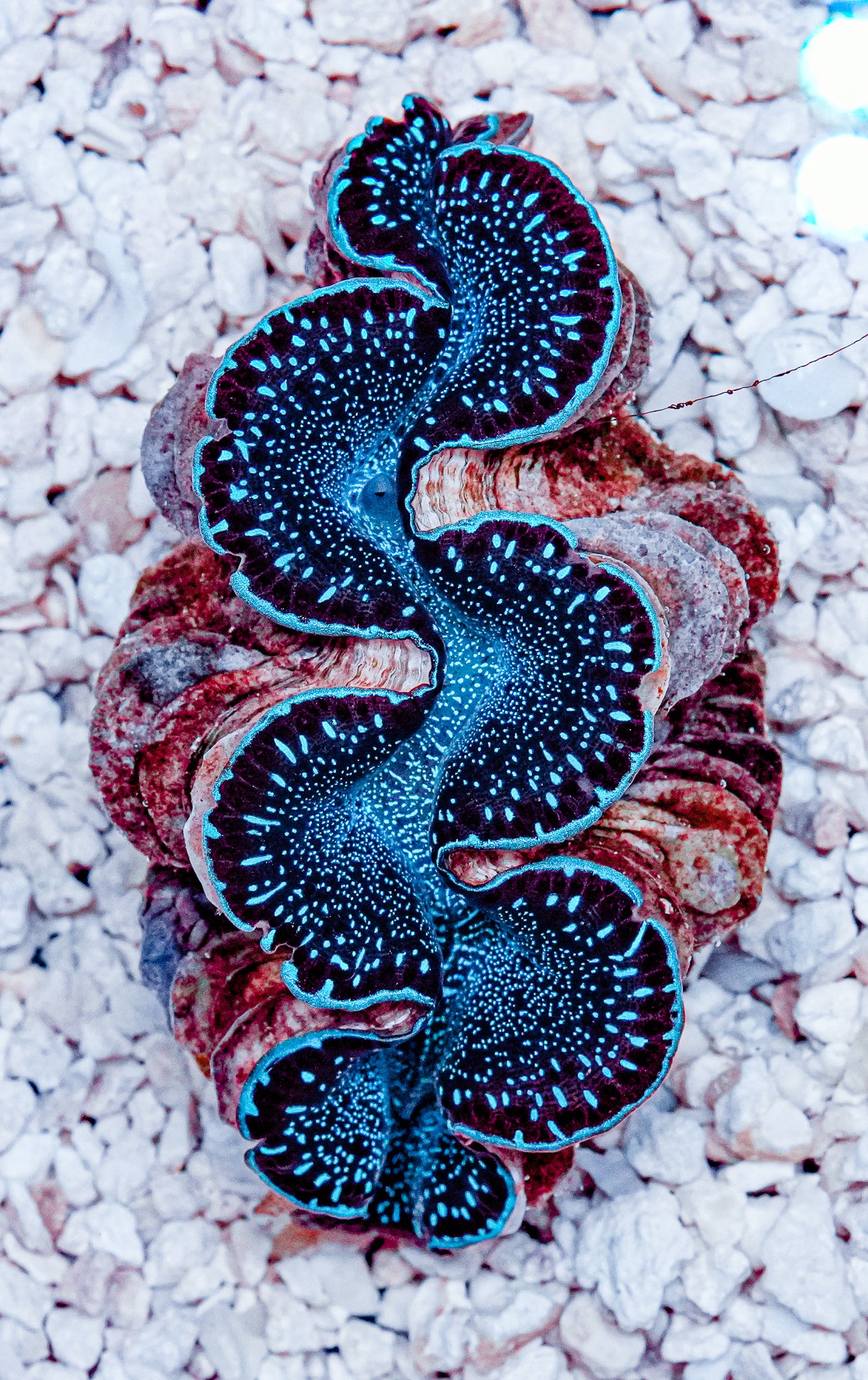 2.5" ORA Ultra Maxima Clam