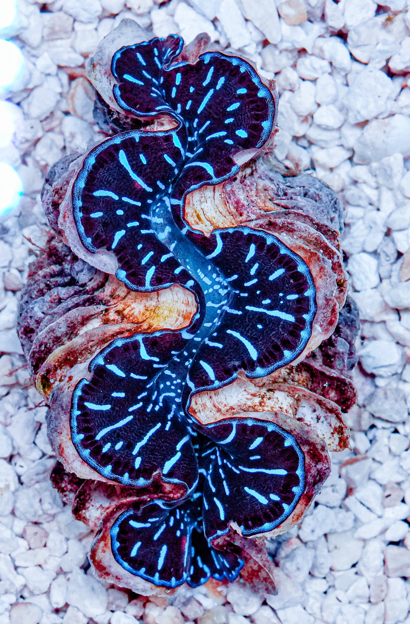 2.5" ORA Ultra Maxima Clam