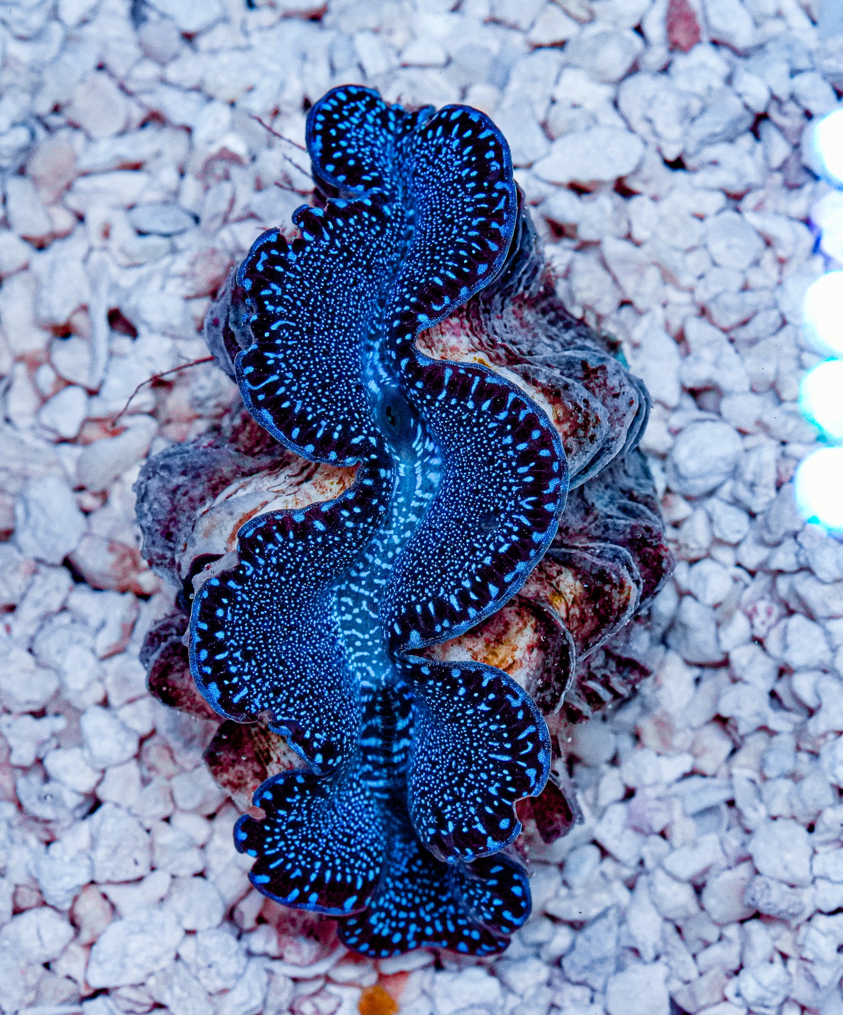 2.5" ORA Ultra Maxima Clam