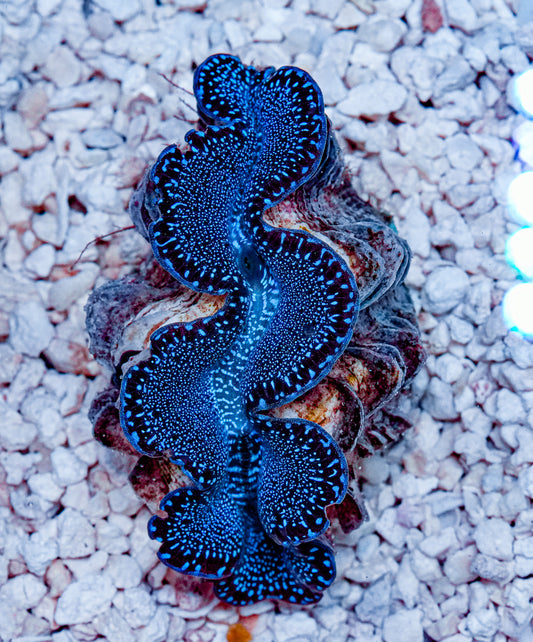 2.5" ORA Ultra Maxima Clam