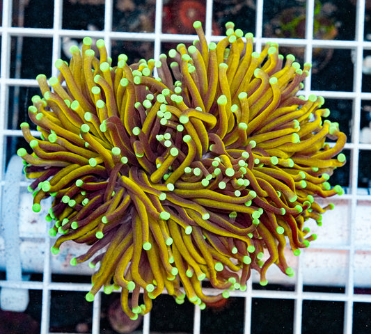 Aussie Gold Torch 1-2 Head