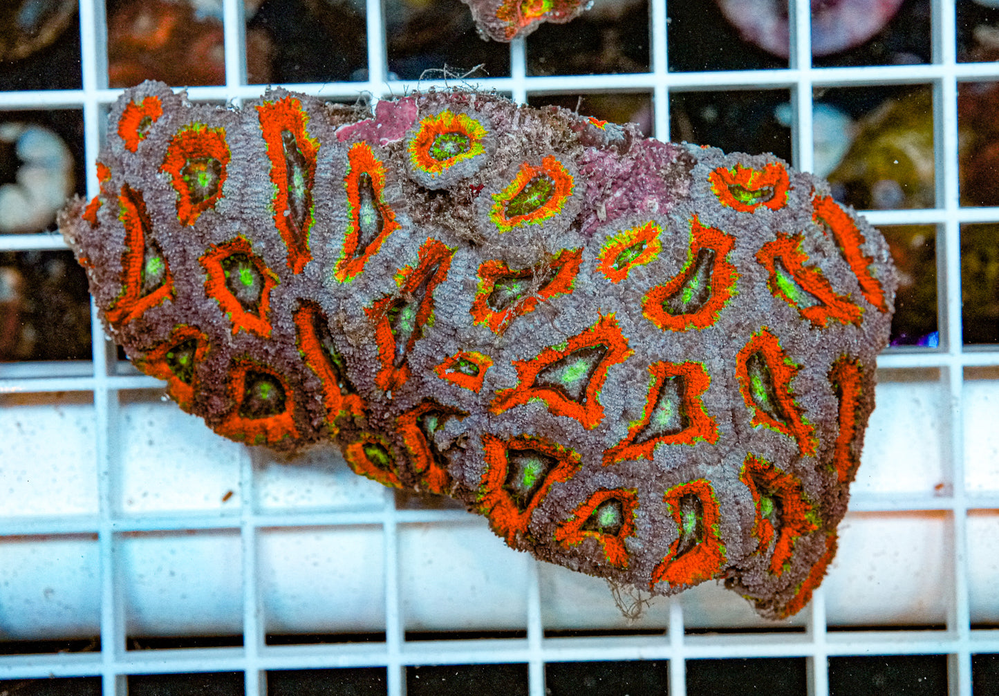 Rainbow Acan Colony