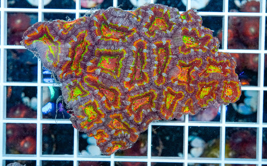 Rainbow Acan Colony