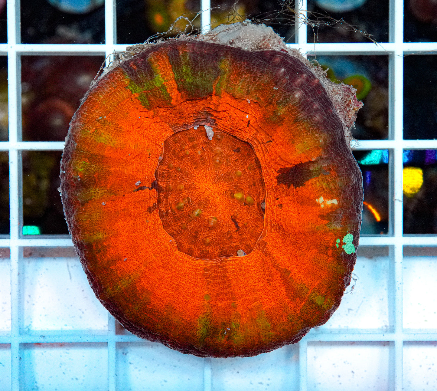 Ultra Scolymia