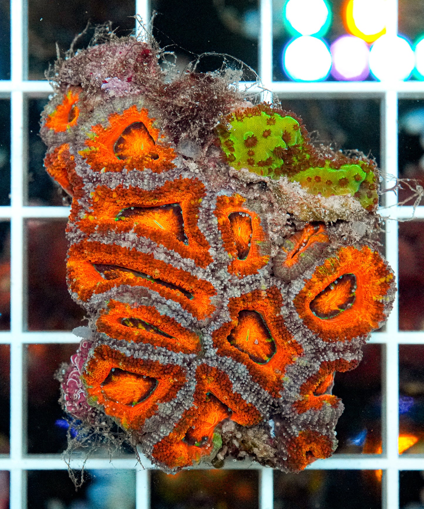 Rainbow Acan Colony