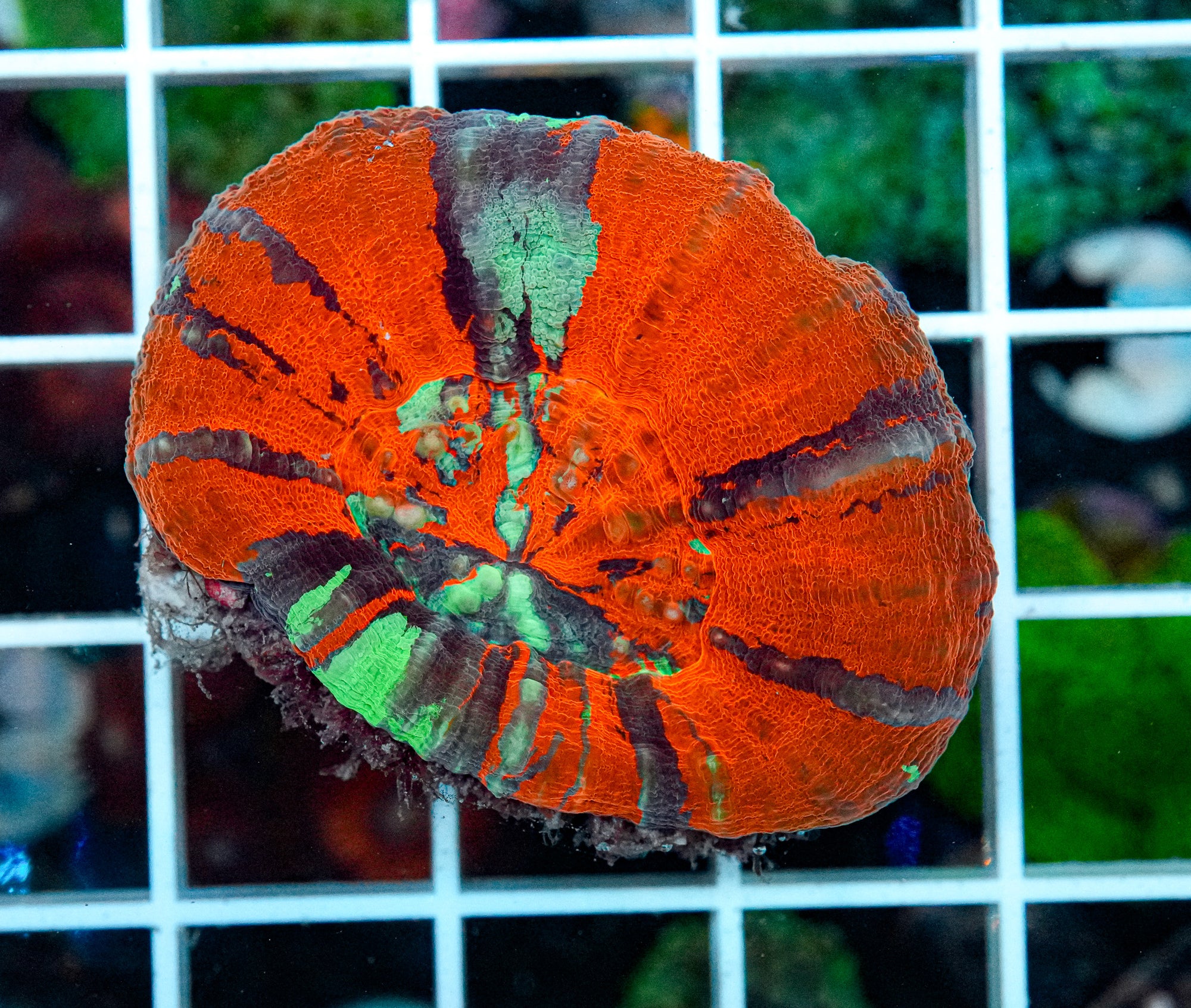 Ultra Scolymia