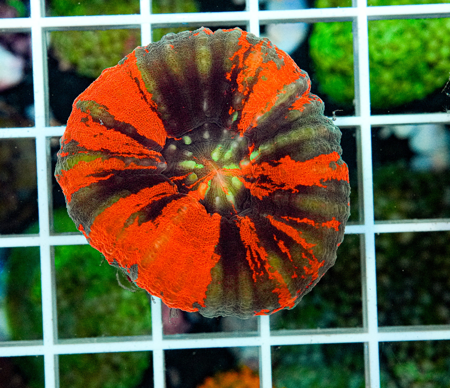 Ultra Scolymia