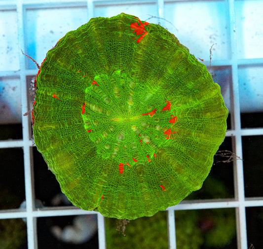 Ultra Scolymia