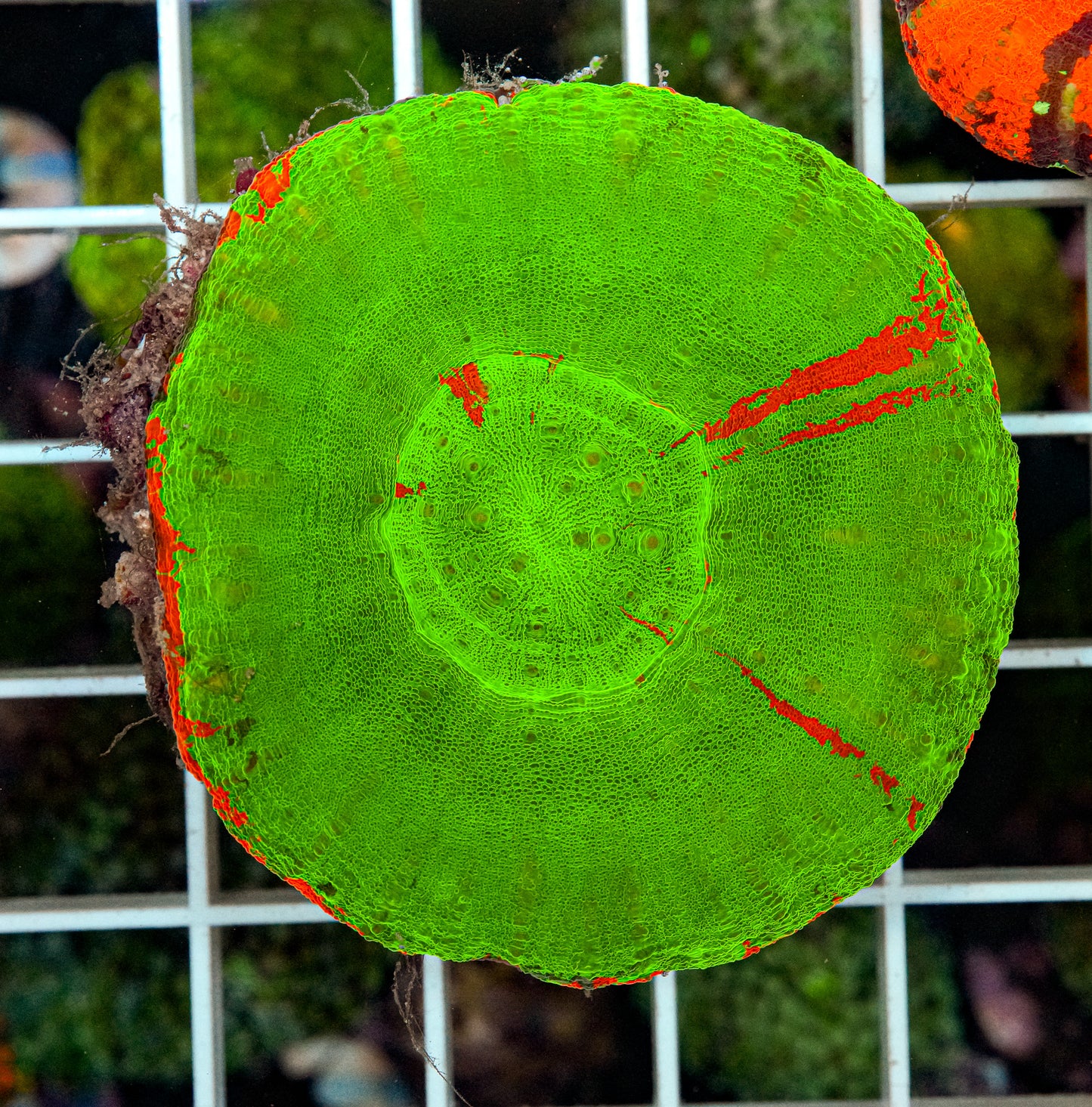 Ultra Scolymia