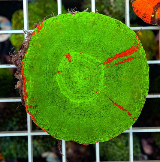 Ultra Scolymia