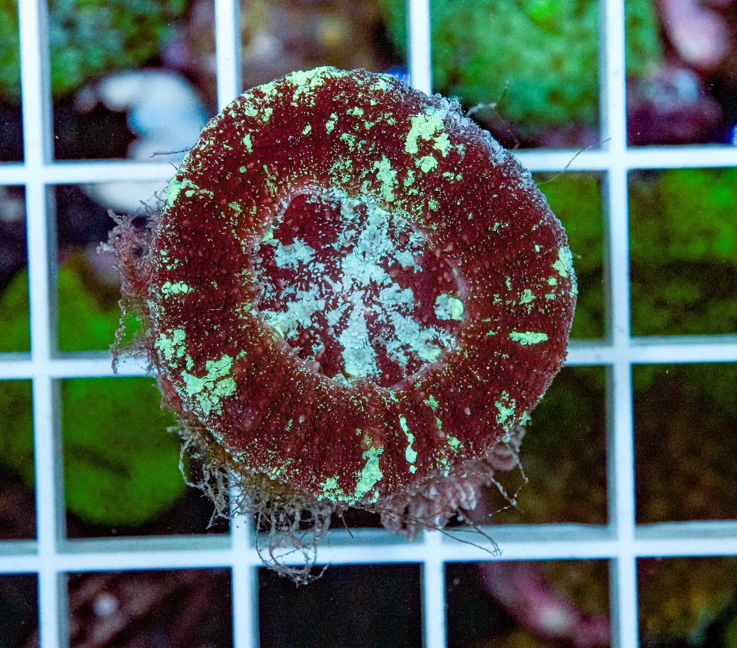 Ultra Scolymia