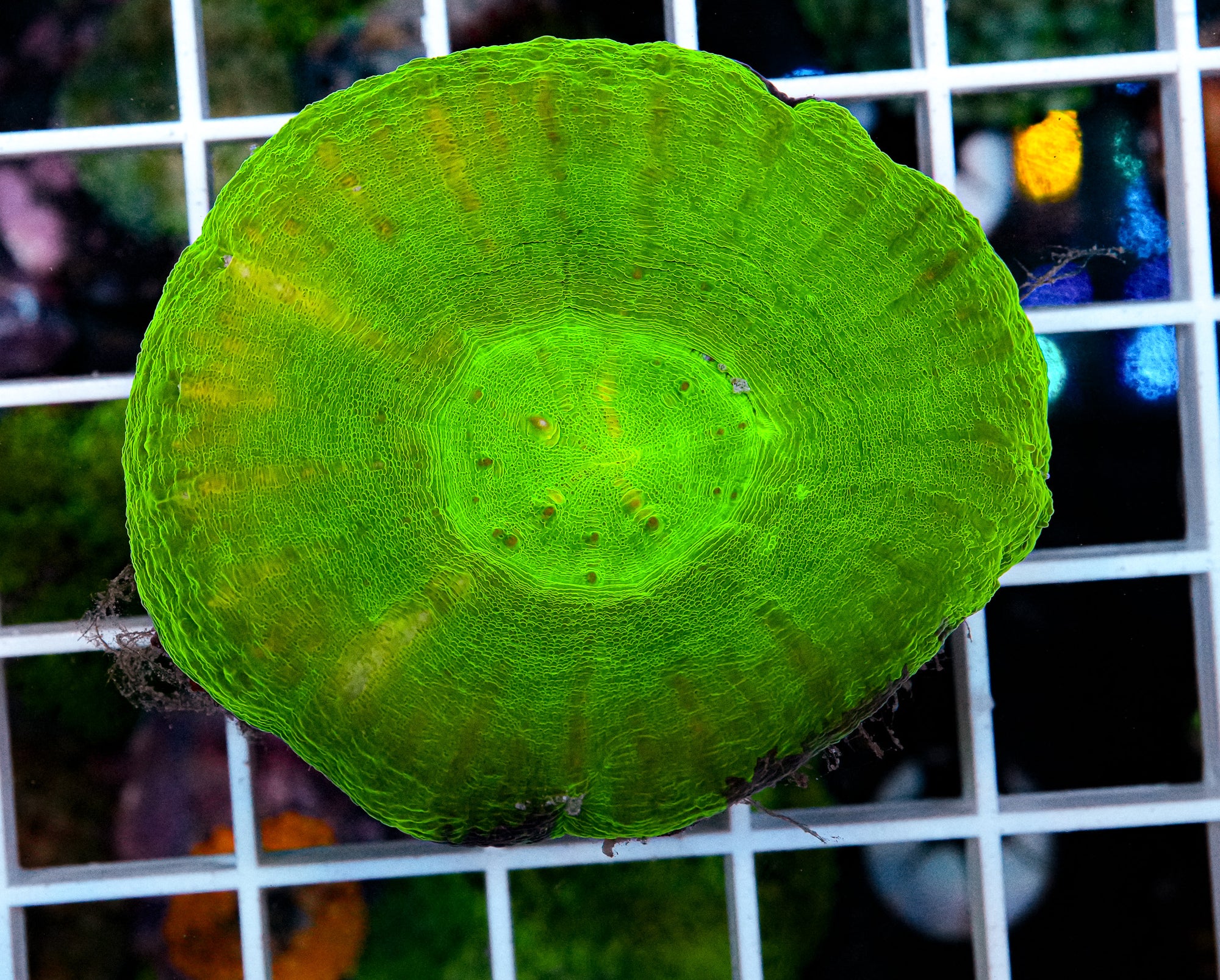 Ultra Scolymia