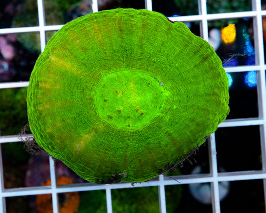 Ultra Scolymia