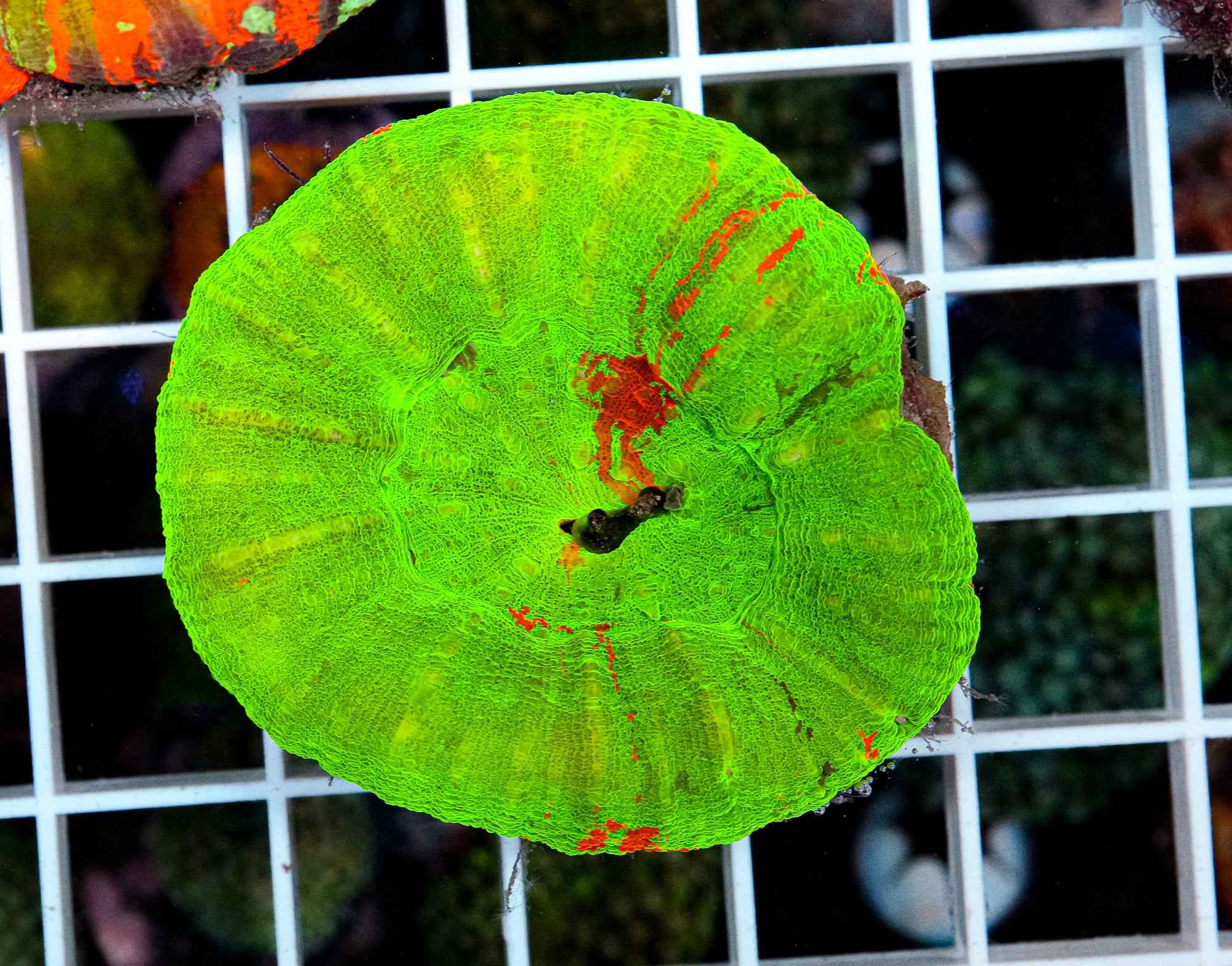 Ultra Scolymia