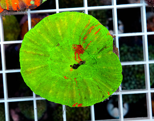 Ultra Scolymia