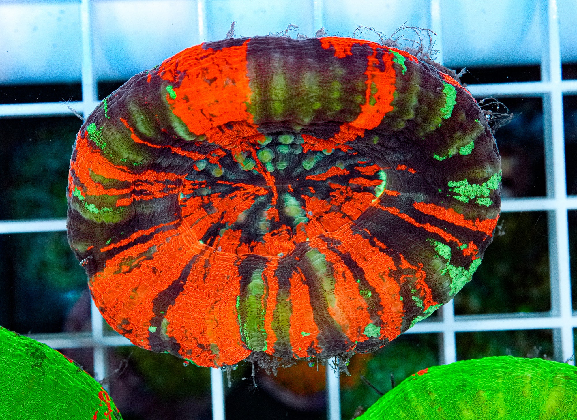 Ultra Scolymia