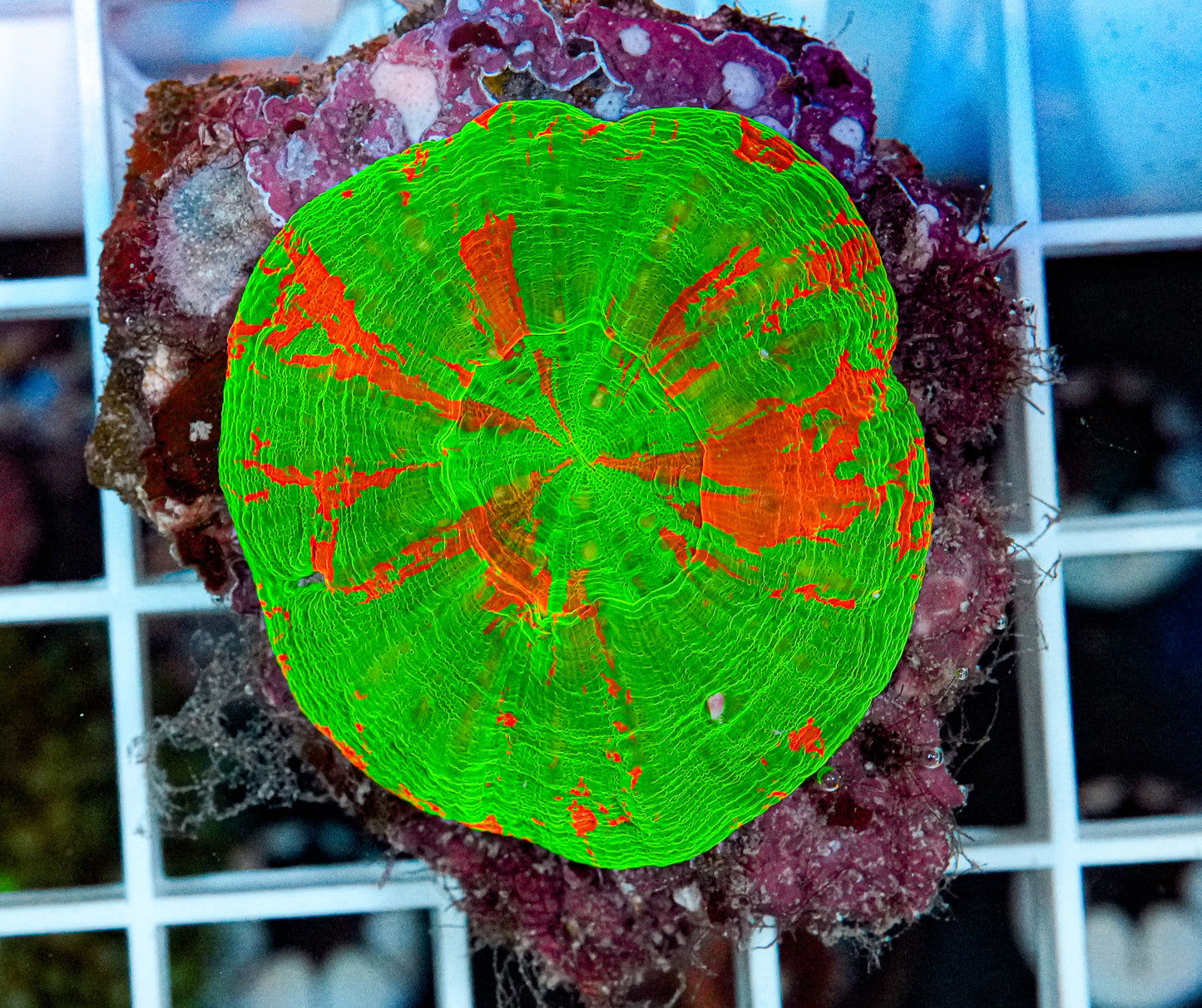 Ultra Scolymia