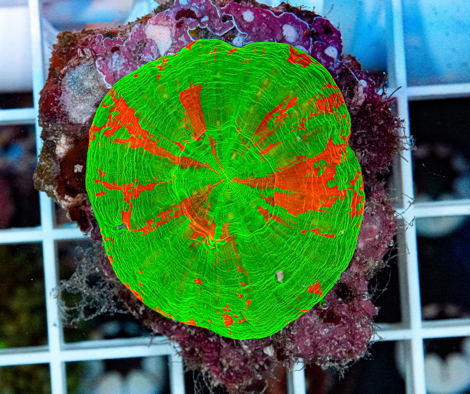 Ultra Scolymia